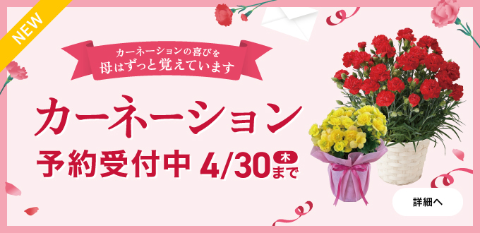 母の日カーネーション予約