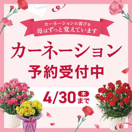 カーネーションを送ろう！