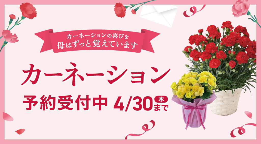 母の日のカーネーション、予約受付中！