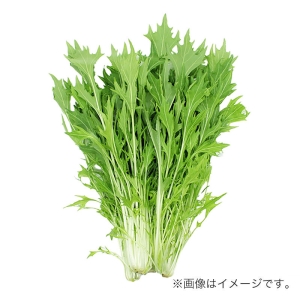 水菜 1袋 福岡県産などの国産