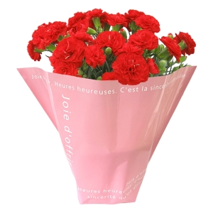 産地直送 母の日ギフト【B】カーネーション赤　5号鉢