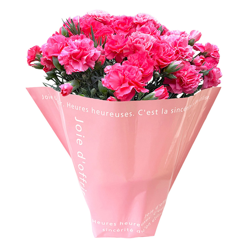 産地直送 母の日ギフト【B】カーネーションピンク　5号鉢