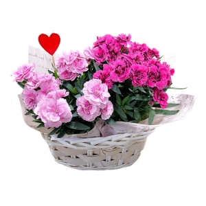 産地直送 母の日ギフト【B】ガーデンカーネ ダブルバスケット　3.5号鉢