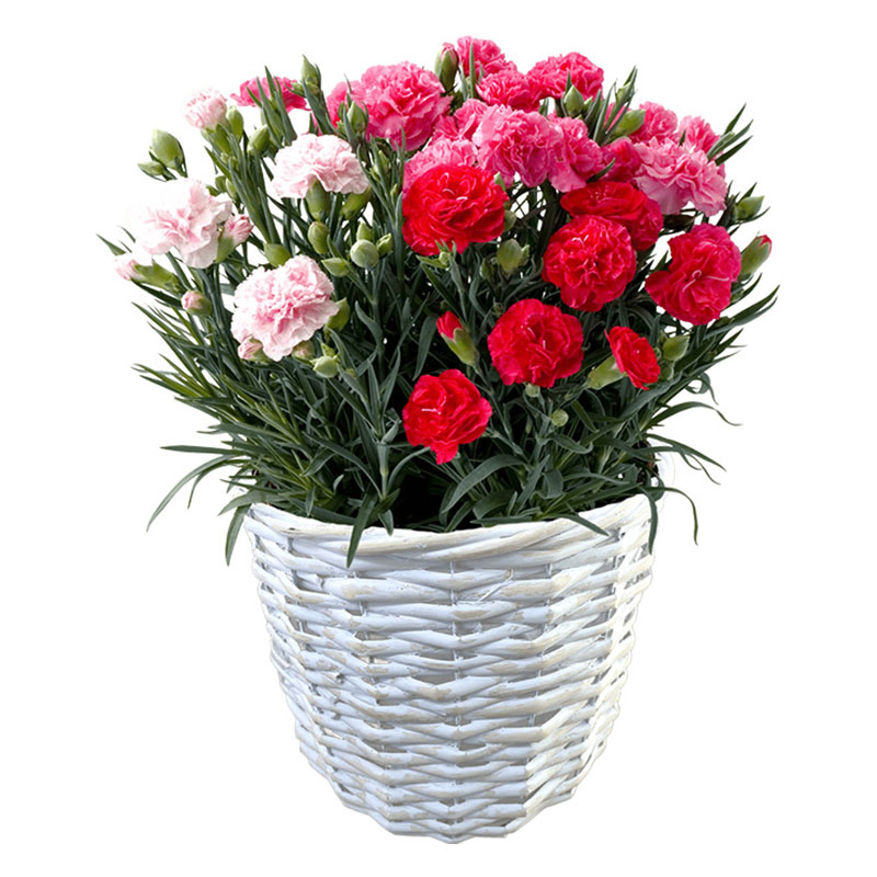 産地直送 母の日ギフト【B】3色カーネーション 6号鉢