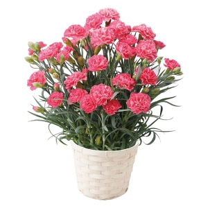 産地直送 母の日ギフト【A】カーネーション ピンク 5号鉢