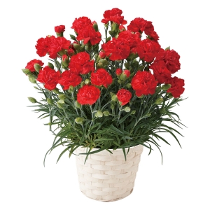 産地直送 母の日ギフト【A】カーネーション 赤 5号鉢