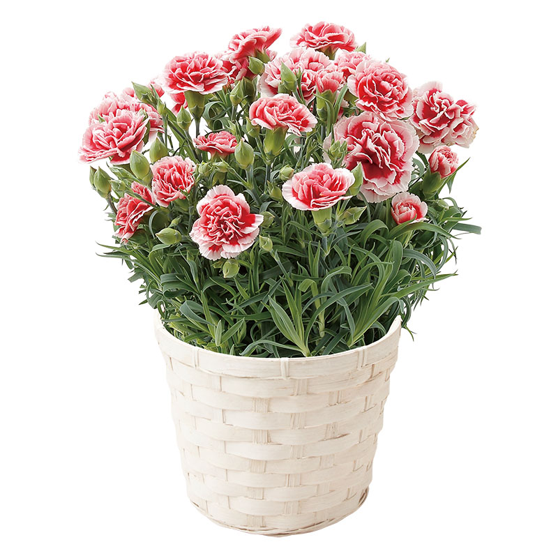 産地直送 母の日ギフト【A】カーネーション いちごホイップ 5号鉢