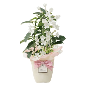 産地直送 母の日ギフト【A】マダガスカルジャスミン 4号鉢