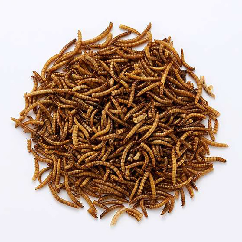 虫グルメ 乾燥ミルワーム 40g