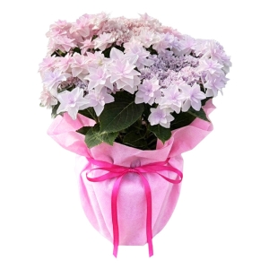 産地直送 母の日ギフト【C】アジサイ ウェディングブーケ 5号鉢