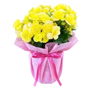 産地直送 母の日ギフト【C】リーガース・ベゴニア コスモノア 5号鉢