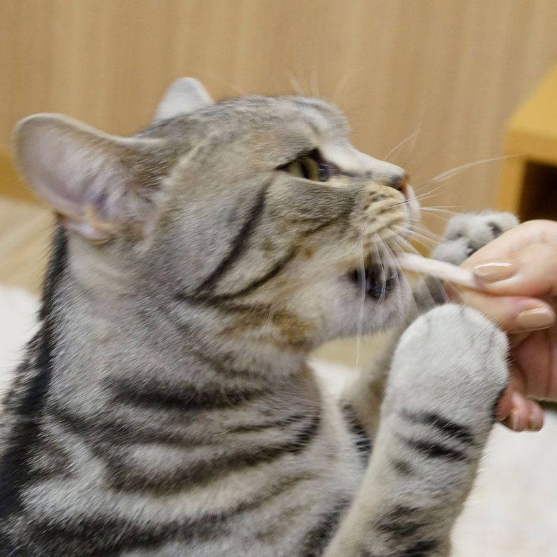 猫ちゃんホワイデント ストロング ツナ味 25g