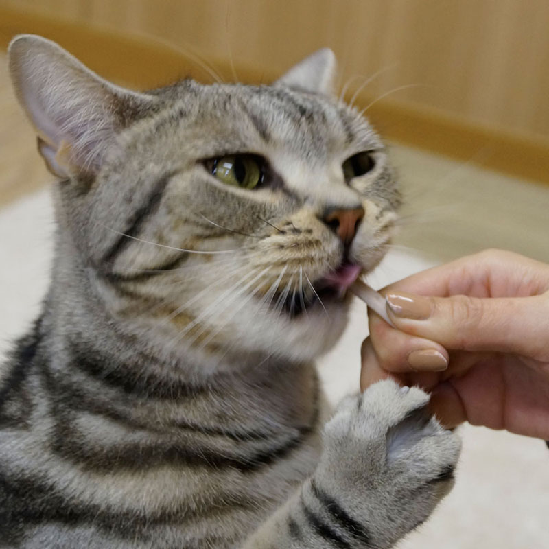 猫ちゃんホワイデント ストロング ツナ味 25g
