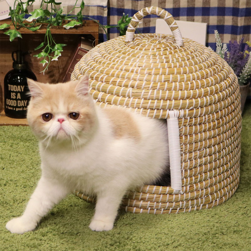 にゃんこのちぐら 夢