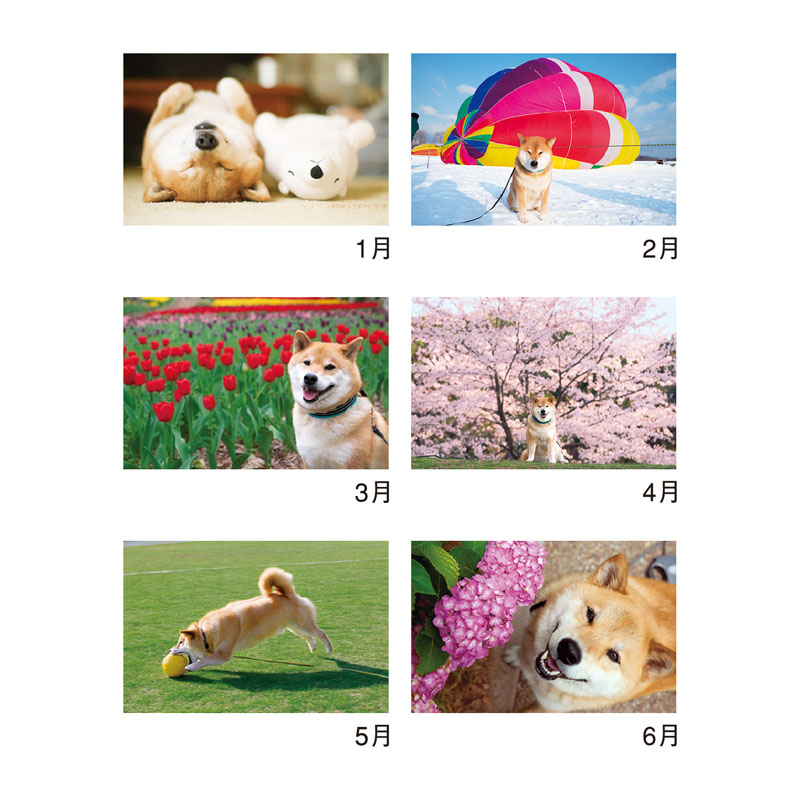 【お取り寄せ商品】柴犬まるとおさんぽ 2026年カレンダー 壁掛け NK-8035