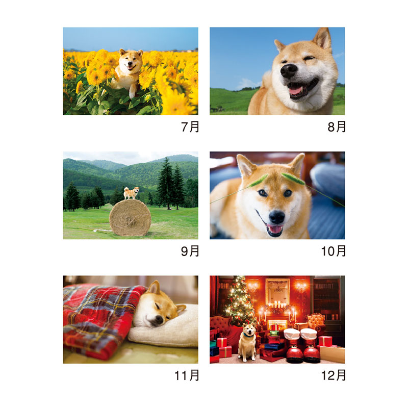 【お取り寄せ商品】柴犬まるとおさんぽ 2026年カレンダー 壁掛け NK-8035